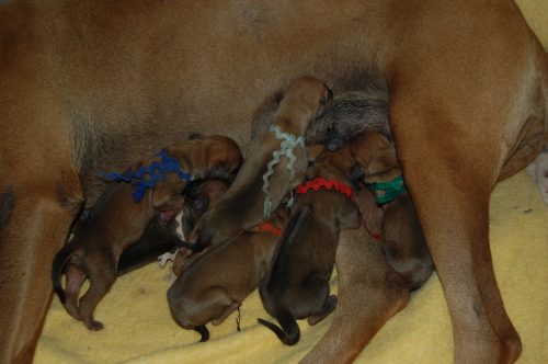 Bianca Rhodesian Ridgeaback Puppies