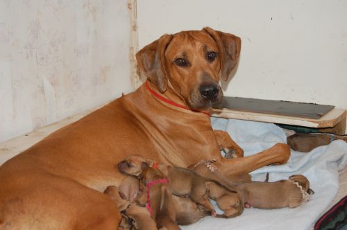Rhodesian Ridgeback puppies born December 28th, 2007