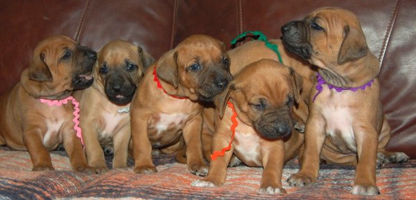 Ridgeback Puppies