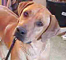 Rhodesian Ridgeback head shot